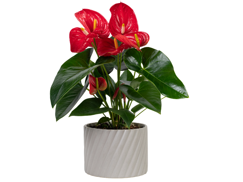 Anthurium