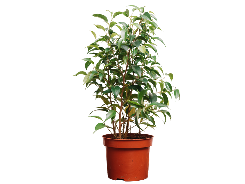 Ficus Benjamina