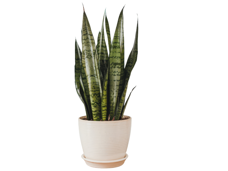 Sansevieria